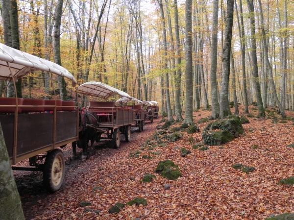 Carruajes por la Fageda d'en Jordà