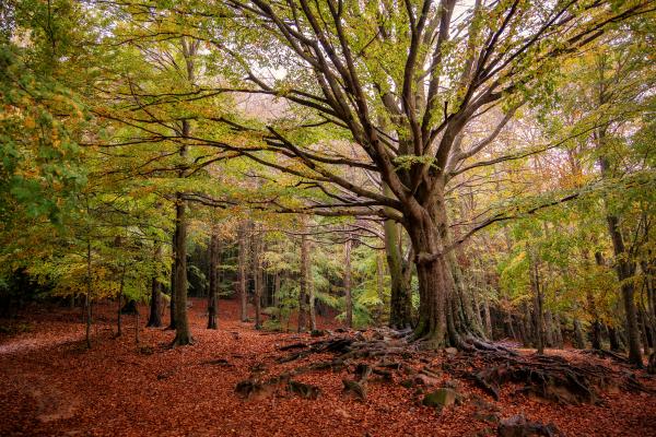 Montseny