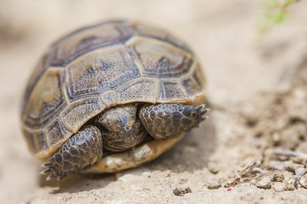 Visita al CRAM, Centre de Recuperació d'Animals Marítims del Prat de Llobregat