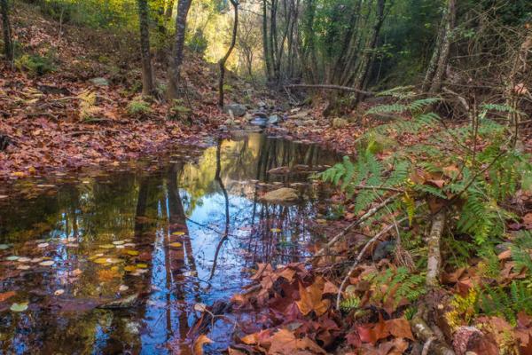 La Ruta mediambiental a la Vall de Fuirosos, a Sant Celoni, Vallès Oriental | naturalocal.net