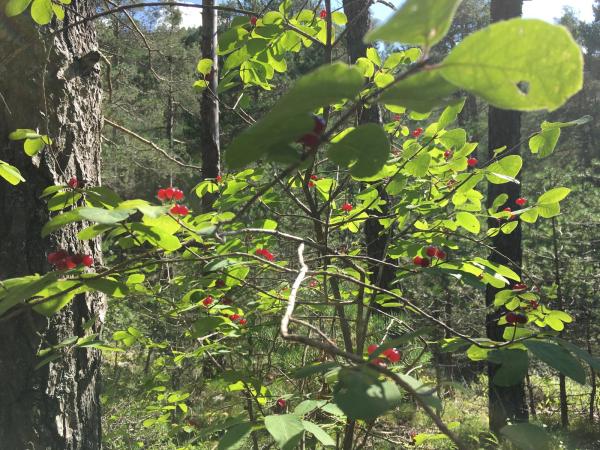 El arboreto y el área de ocio Planells de Sastró