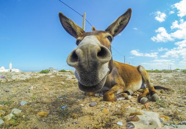 Una escapada para buscar el silencio y hacer el burro