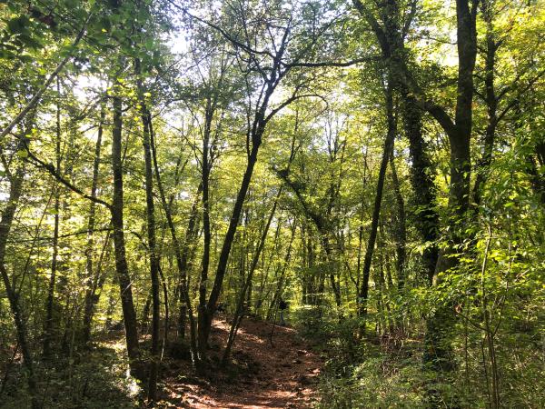 Fageda de Sant Amand Con niños