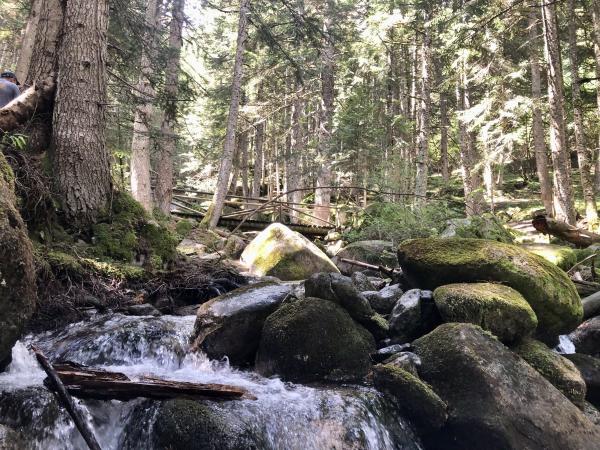 Un passeig pel Bosc de Gerdar, un dels boscos amb més avets d'Europa, a l'Alt d'Àneu