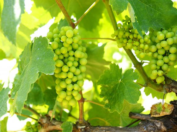 Santa Fe del Penedès