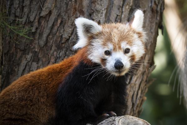 Viu el Zoo de Barcelona! | zoobarcelona.cat