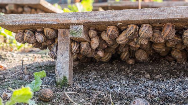 La Granja de caracoles cal Jep, en Bages