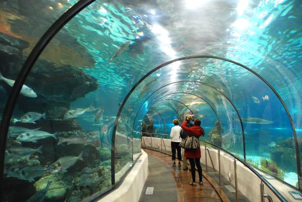 Aquàrium: una visita submarina