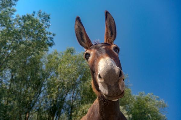 Hacemos el burro en el Montsant