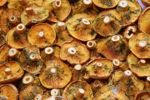 Boletus 2025, programa i activitats