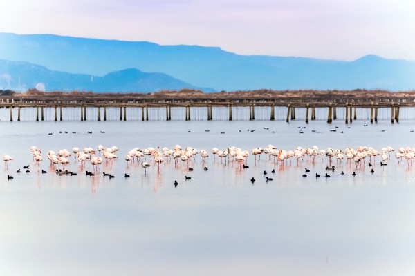 Delta de l'Ebre