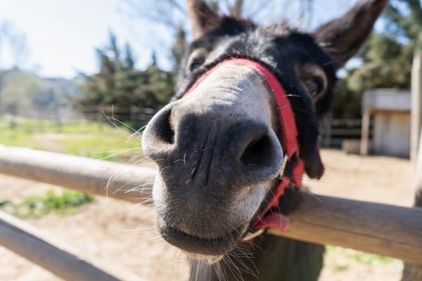 Centro Mundial del Burro catalán Con niños