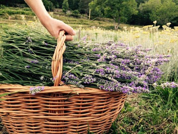 El Parc de les Olors, una escapada amb els cinc sentits, a l'Alta Ribagorça | turismealtaribagorca.cat