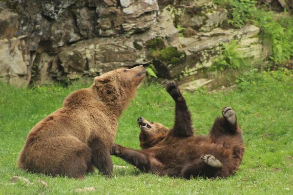 Aran park, un parque con animales salvajes en Bossòst, Vall d'Aran | conselharan.org