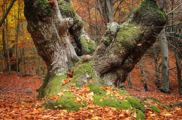 Sendero del Castaño de las 9 ramas Con niños