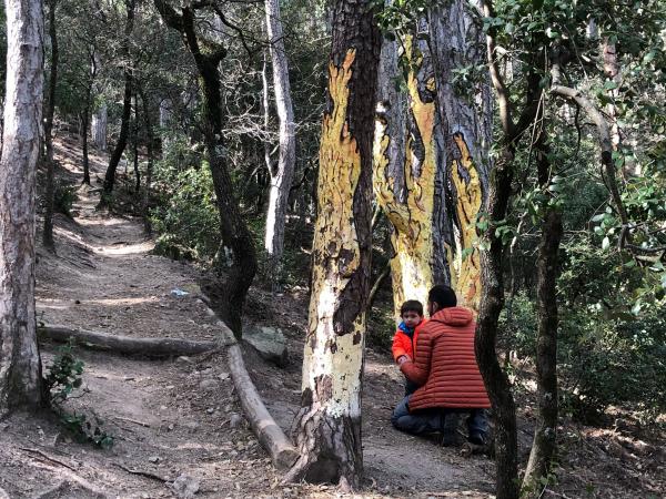 Bosc Pintat | Bosc Pintat de Poblet. Foto: ESCAPADA AMB NENS