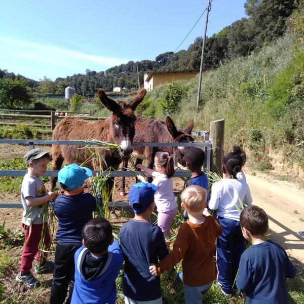 Granja i formatgeria Can Xicoy amb nens