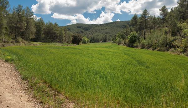 Sant Martí de Tous