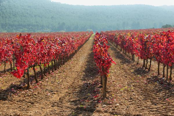 El Camino del Vino de Vilafranca del Penedès Con niños