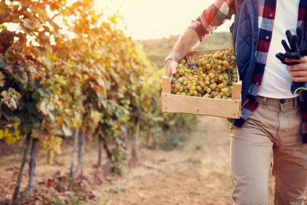 <span>4</span> ¿Cómo ayudar a nuestros hijos e hijas a comer más fruta y verdura?