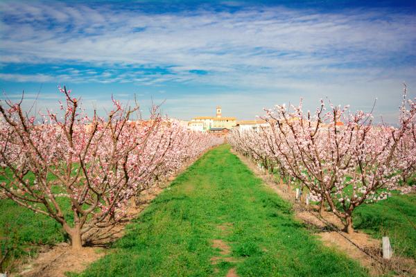 Paseo por los campos floridos y cata de pastelitos en Benissanet