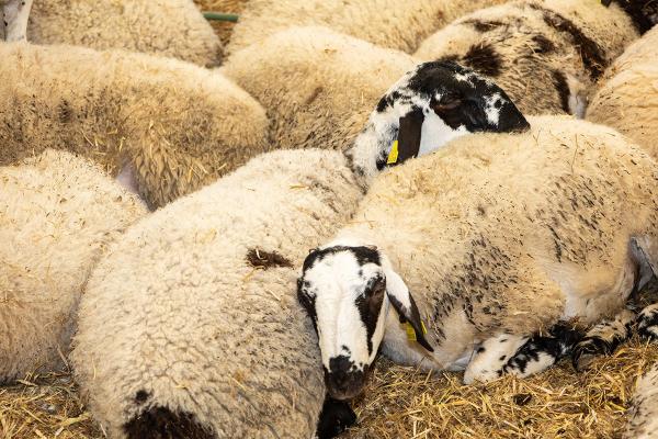 Fira de Sant Isidre de Solsona 2026