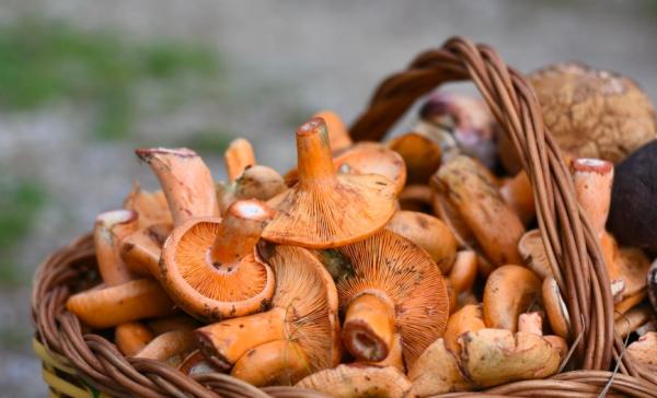 Mercado de la Seta de Cal Rosal 2025, fechas de la temporada de setas del Berguedà