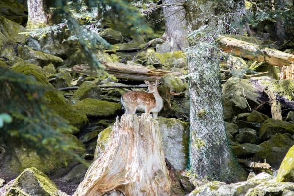 Aran park, un parc amb animals salvatges a Bossòst, La Vall d'Aran