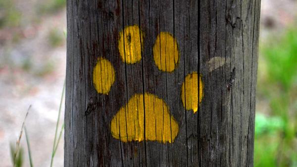 Ruta de la Fauna de Montiberri, seguimos el rastro de los animales Con niños