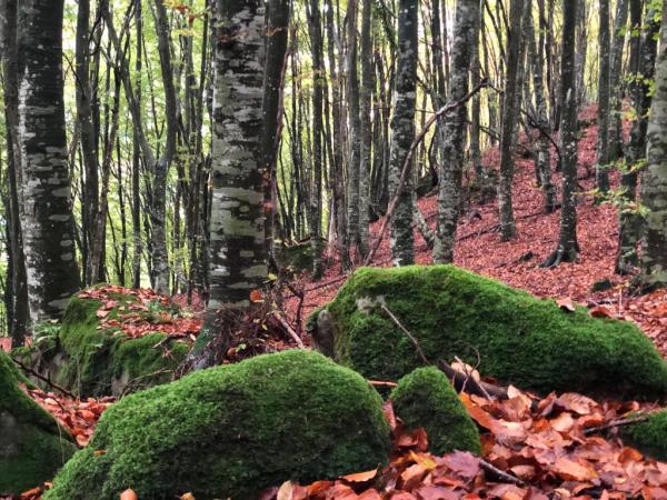 Les roques encantades de Sant Feliu de Pallerols