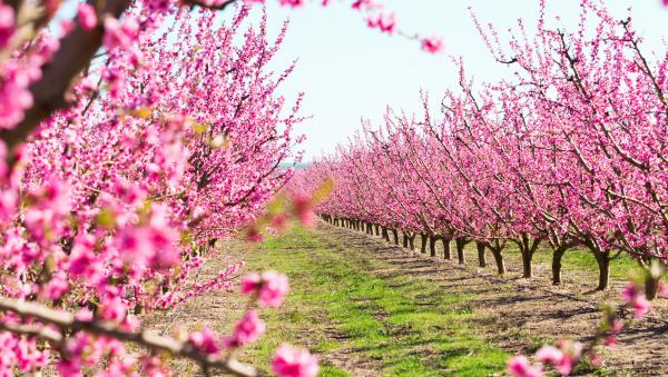 <span>1</span>La ruta del árbol frutal, una excursión fácil y por libre