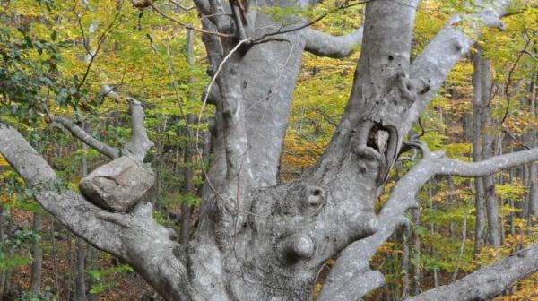 La Fageda de l'Albera amb nens