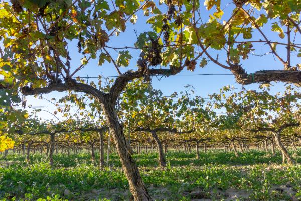 Puertas abiertas en el Cava Centre, en Sant Sadurní d'Anoia