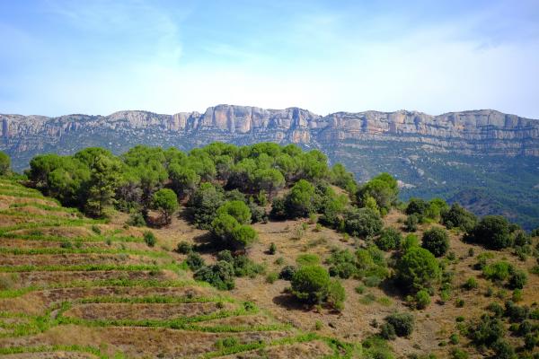 Un dels boscos més antics de Catalunya