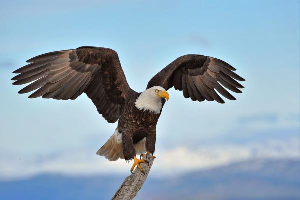 Cim d'Àligues, Centro de recuperación de aves rapaces, en el Vallès Oriental