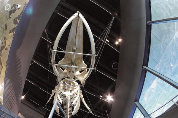 Museo de Ciencias Naturales de Barcelona