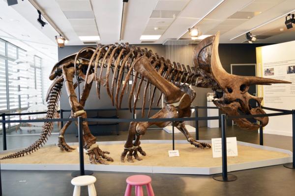 Museo del Instituto Catalán de Paleontología, en Sabadell