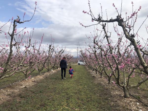 <span>4</span>De ruta en cotxe per la Ribera d'Ebre en flor