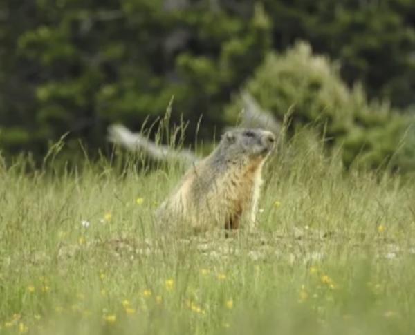 <span>6</span> Actividades familiares de naturaleza: Descubrimos plantas, bosques y leyendas de los Pirineos | Foto: Món Natura Pirineus