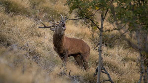 <span>3</span> Escoltar la brama del cérvol i descobrir la fauna salvatge | Foto: Diputació de Lleida