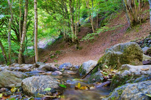 El hayedo de Carlac y bosque encantado de Carlac, en Bausen, Vall d'Aran