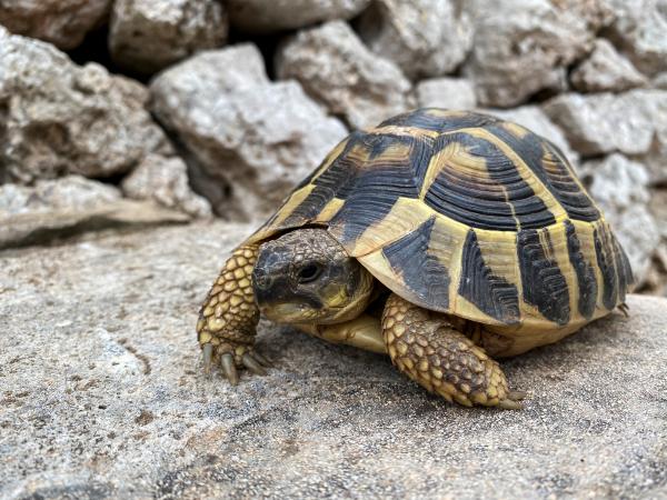 El hogar de las tortugas Con niños