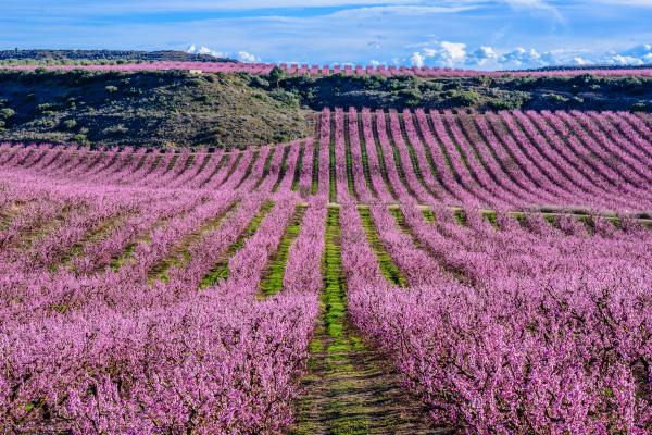 La ruta màgica dels presseguers florits a Aitona, al Segrià