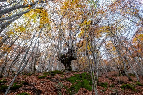 El hayedo de Carlac y bosque encantado de Carlac, en Bausen