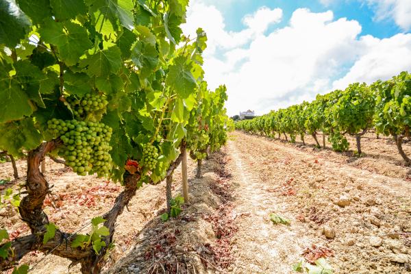 Joc de pistes i tast de vins