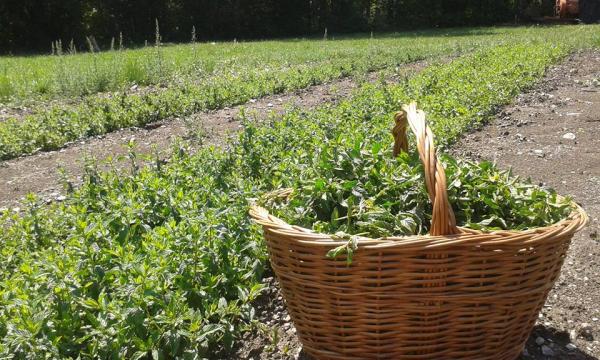 El Parc de les Olors, una escapada amb els cinc sentits, a l'Alta Ribagorça | turismealtaribagorca.cat | turismealtaribagorca.cat