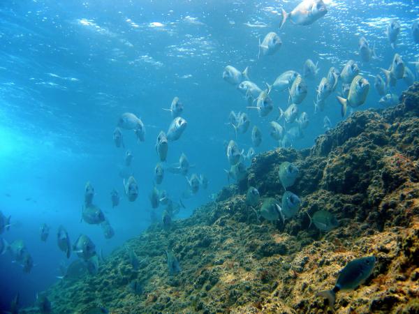 Excursión en barco hasta las Islas Medas