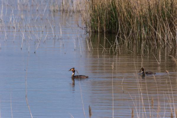 Els aiguamolls de Castelldefels: L'Olla del Rei