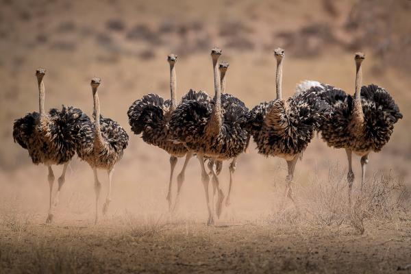 Granja de avestruces
