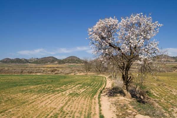 Algerri